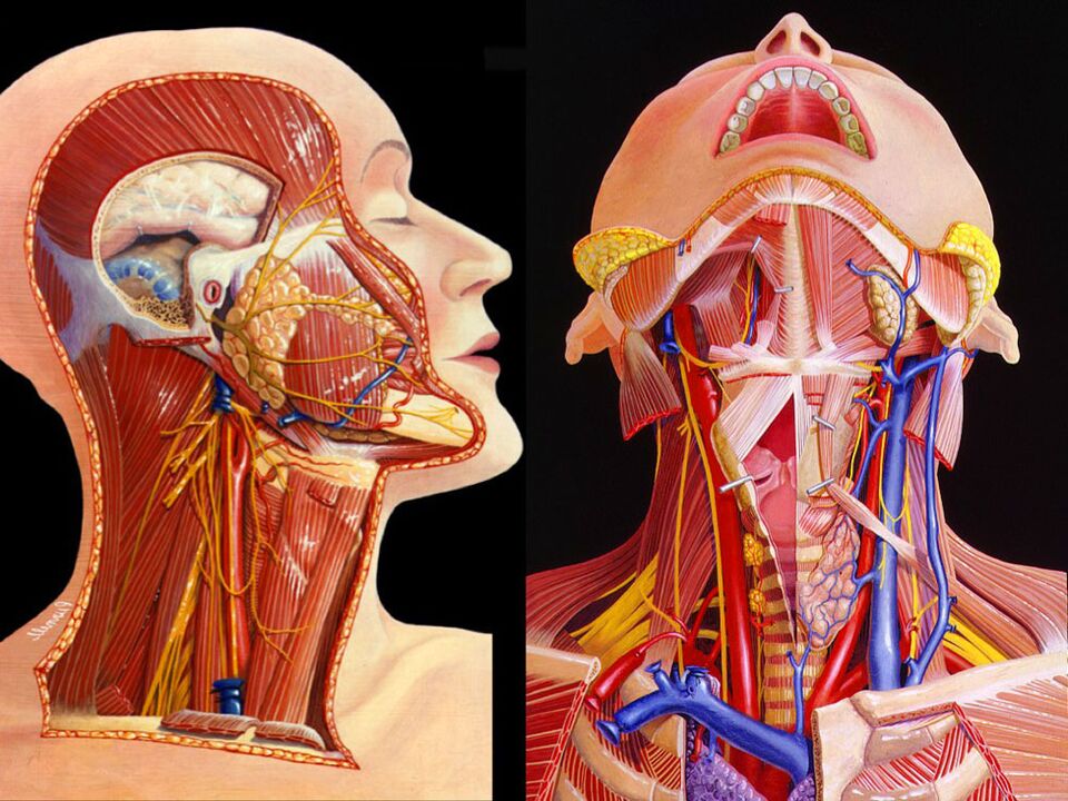 kakla anatomija